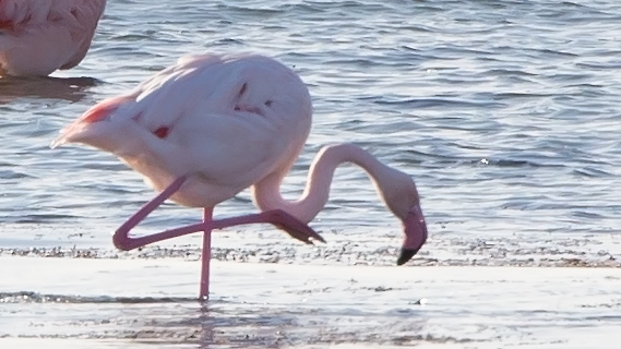 Flamingo
Trefwoorden: Battenoord
