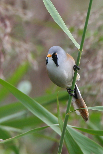 Baardman ♂
Het mannetje Baardman behoort tot een van de mooiste vogeltjes die ik ken. Na de IJsvogel vormt hij dan ook het meest gewilde object voor fotografen. Gelukkig zitten er behoorlijk grote groepen rond de Oostvaardersplassen, dus met een beetje geduld en een mooie stek wil het wel lukken. Ik ontdekte trouwens dat zij vóór de middag het actiefst zijn. Dus vroeg op als je ze ook wilt kieken.
