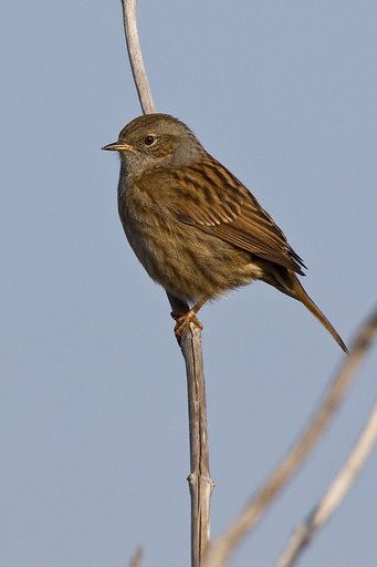 Heggenmus
Voor de gemiddelde leek is dit een mus. Maar deze is fraaier getekend en er zit wat grijs rond de kop. Kortom: een sierlijk vogeltje dat een plaatsje verdient in dit album, zeker omdat hij er zo mooi voor ging zitten. 
