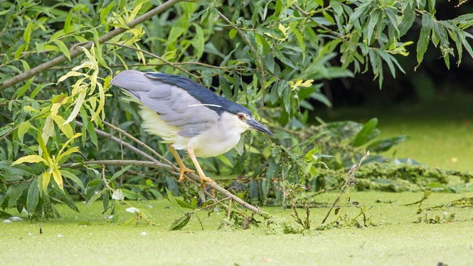 Kwak (ad)
Trefwoorden: Alphen aan den Rijn