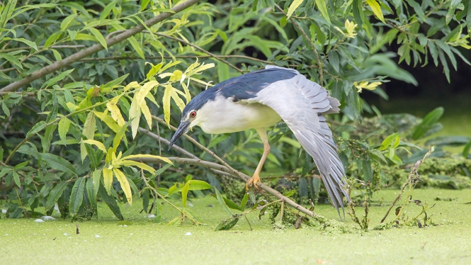 Kwak (ad)
Trefwoorden: Alphen aan den Rijn