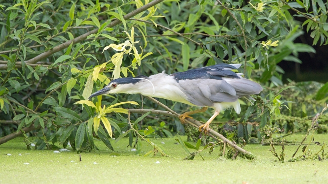 Kwak (ad)
Trefwoorden: Alphen aan den Rijn