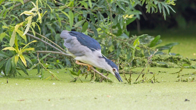 Kwak (ad)
Trefwoorden: Alphen aan den Rijn