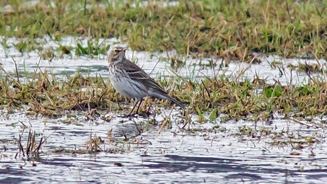 Waterpieper
Mijn 300-ste soort!
Trefwoorden: Wassenaar - Lentevreugd