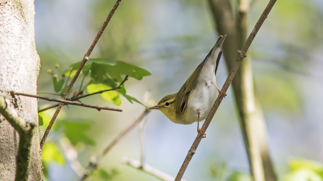 Fluiter
Trefwoorden: Wassenaar - Panbos