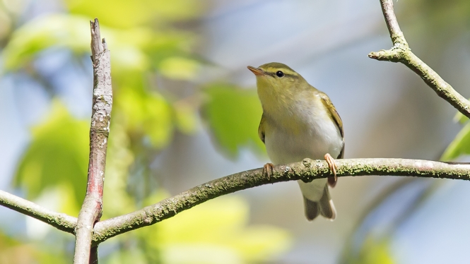 Fluiter
Trefwoorden: Wassenaar - Panbos