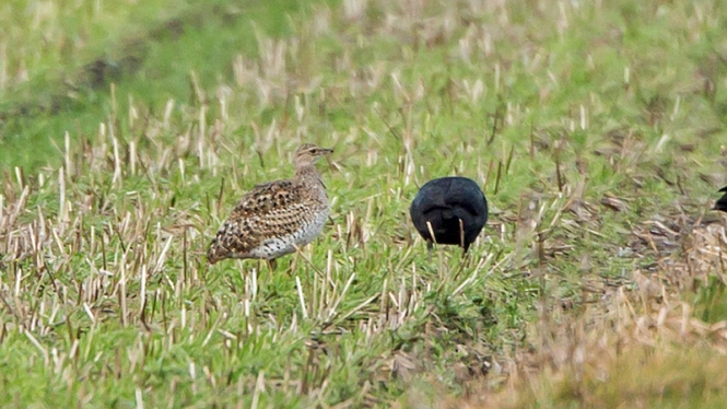 Kleine Trap (♂ 1e winter)
Trefwoorden: De Zilk