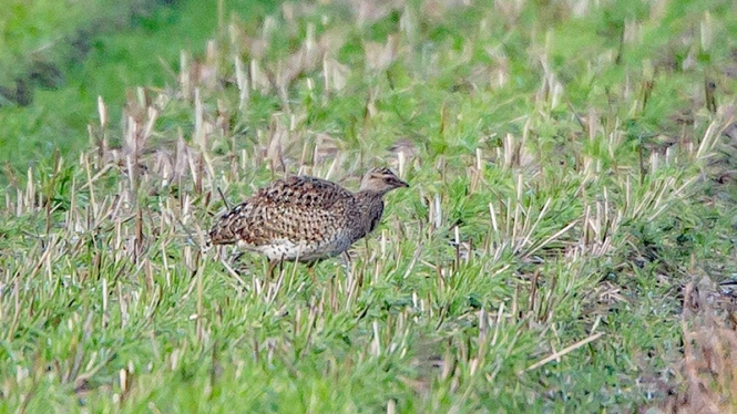 Kleine Trap (♂ 1e winter)
Trefwoorden: De Zilk