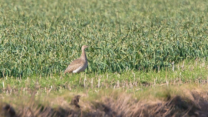 Kleine Trap (♂ 1e winter)
Trefwoorden: De Zilk