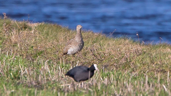 Kleine Trap (♂ 1e winter)
Trefwoorden: De Zilk