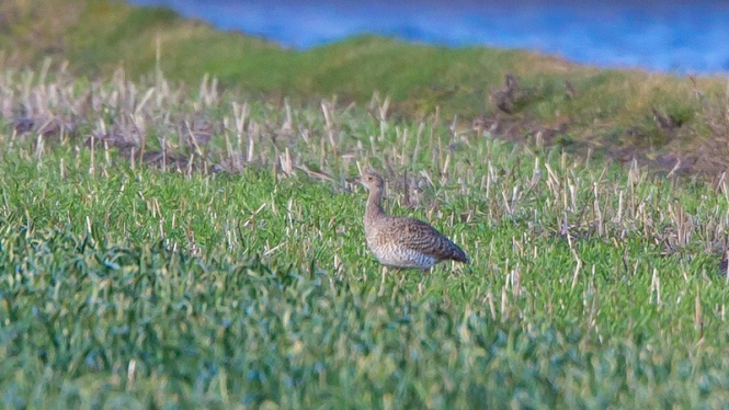 Kleine Trap (♂ 1e winter)
Trefwoorden: De Zilk