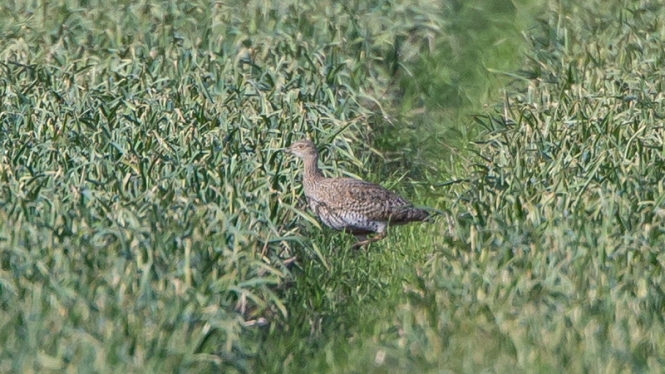 Kleine Trap (♂ 1e winter)
Trefwoorden: De Zilk