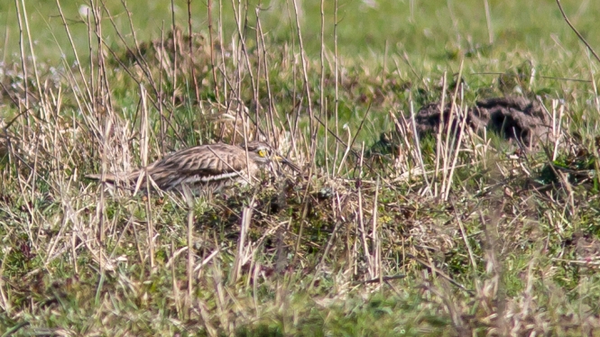 Griel
In de tijgersluipgang
Trefwoorden: Wassenaar - Lentevreugd