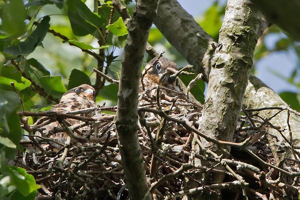 Boomvalk (juv.)
Twee nestjongelingen.
Trefwoorden: Den Haag