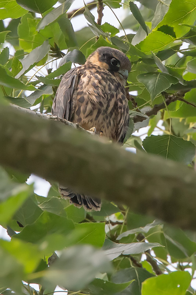 Boomvalk (takkeling)
Voor het eerst van zijn (of haar) leven buiten het nest.
Trefwoorden: Den Haag