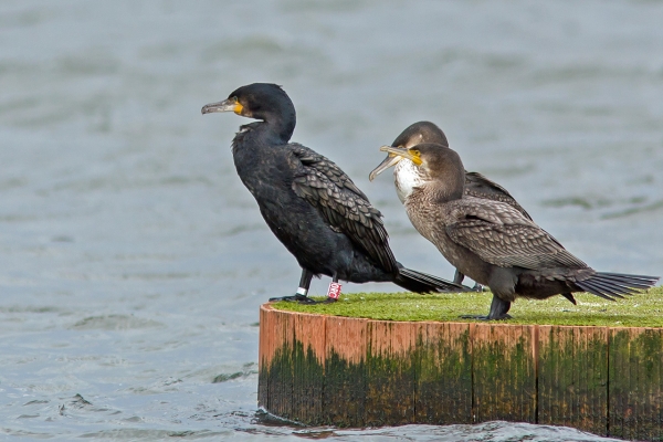 Aalscholver (ssp sinensis)
Deze ondersoort van de Aalscholver draagt een rode ring 0RC.
Trefwoorden: Scheveningen - Zwaaikom