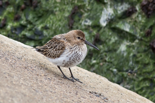 Bonte Strandloper (juv.)
Rustend op de blokken.
Trefwoorden: Scheveningen - Zuidelijk Havenhoofd