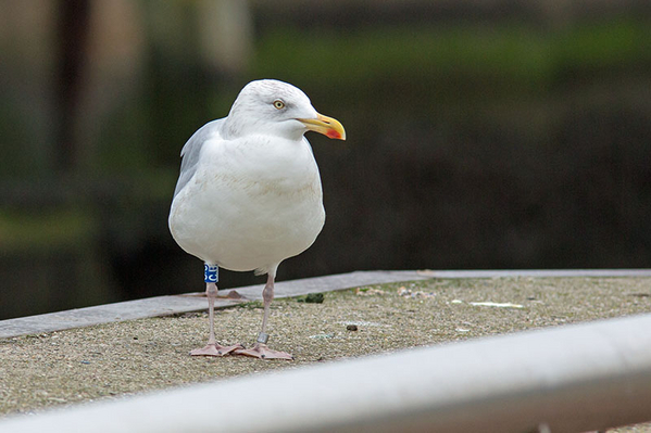 Zilvermeeuw ♀ (ad winter)
Kleurring BW[C.U]. Op 20 mei 2013 als >4 kj geringd in de Europoort (Tenesseehaven).
Trefwoorden: Scheveningen Haven - De Pijp