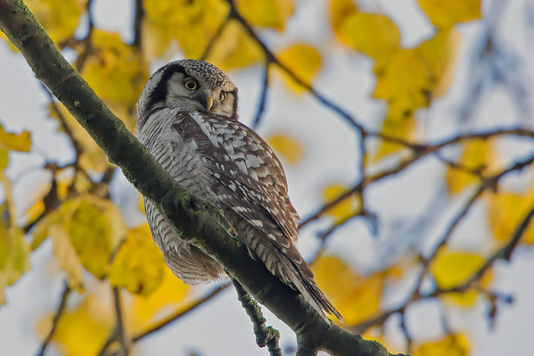 Sperweruil
Voor mij kan deze zo de foto van de maand worden!
Trefwoorden: Zwolle