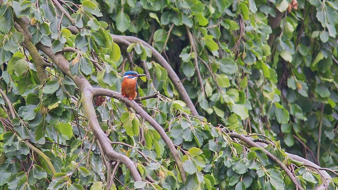 IJsvogel ♂
Voor de Clingendael-lijst
Trefwoorden: Wassenaar - Landgoed Oosterbeek