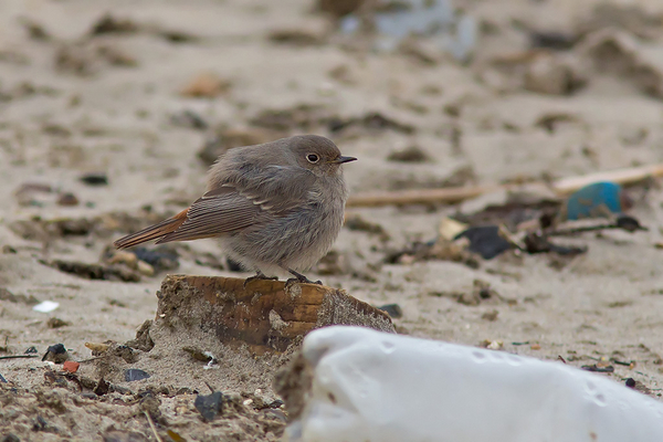 Zwarte Roodstaart ♀
Tussen het duintje en het havenhoofd was kennelijk voldoende eten te vinden.
Trefwoorden: Scheveningen - Zuidelijk Havenhoofd