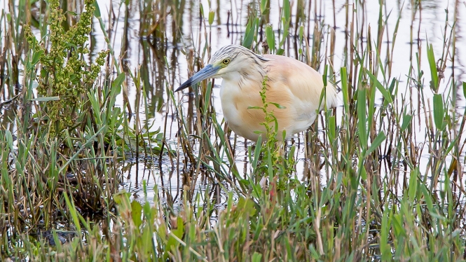 Ralreiger
Trefwoorden: Lelystad - Bovenwater