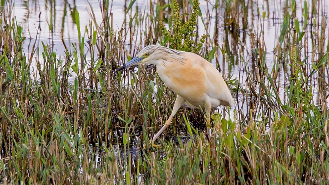 Ralreiger
Trefwoorden: Lelystad - Bovenwater