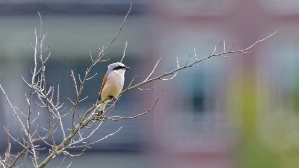 Grauwe Klauwier ♂
Trefwoorden: Noordwijk