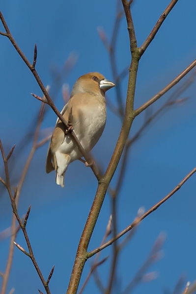 Appelvink ♀ (winter)
Trefwoorden: Duivenvoorde