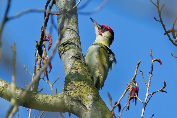 Groene Specht ♂
Op jacht naar de vrouwtjes
Trefwoorden: Den Haag - Westduinpark