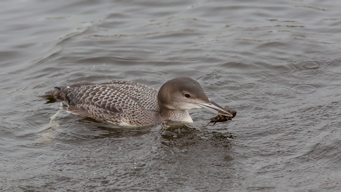 IJsduiker
1e Winter
