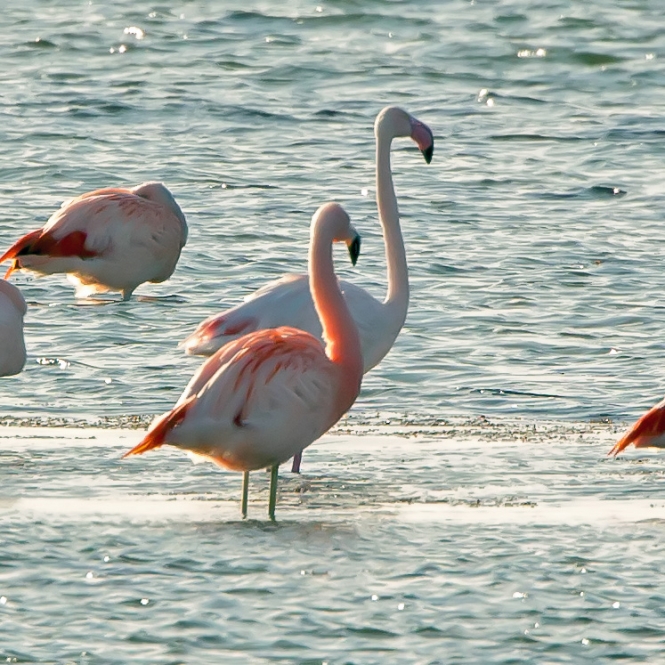 Flamingo & Chileense Flamingo
Voorste een Chileense, direct er achter de 'gewone'.
Trefwoorden: Battenoord