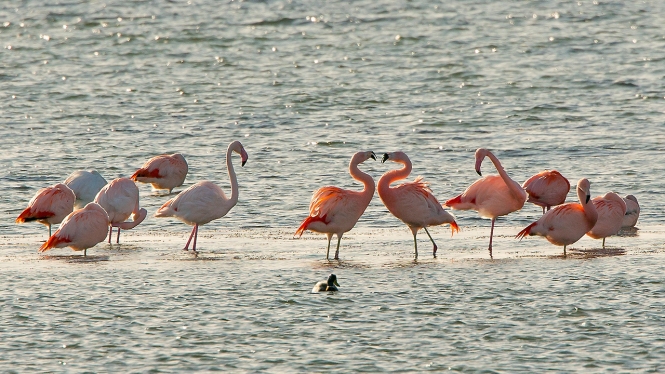 Flamingo & Chileense Flamingo
De twee baltsende zijn Chileense Flamingo's; de links toekijkende een 'gewone' Flamingo.
Trefwoorden: Battenoord