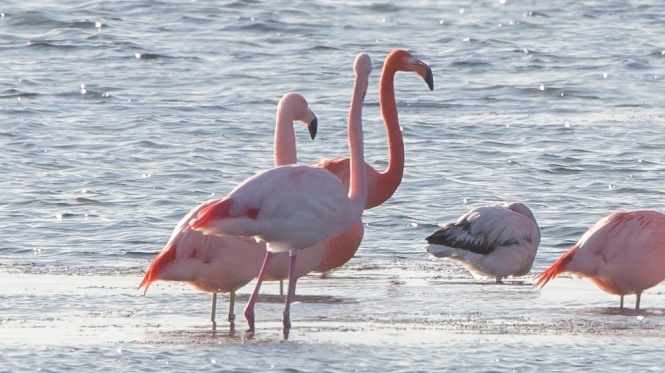 Caribische Flamingo
De achterste rechtopstaande van het stel. Ook wel 'Rode Flamingo' genoemd. (Rode kop en witte vlek aan de snavelbasis.)
Trefwoorden: Battenoord