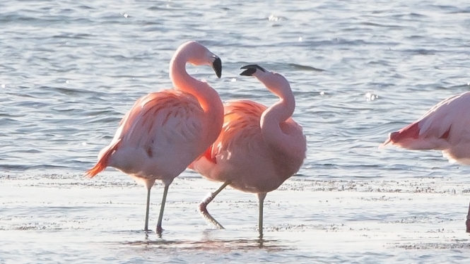 Chileense Flamingo
Twee baltsende exemplaren.
Trefwoorden: Battenoord