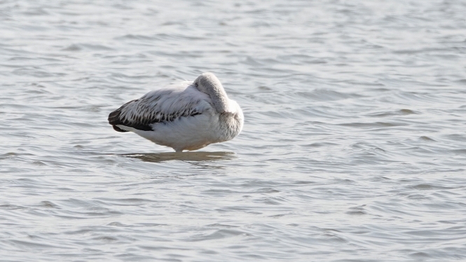 Chileense Flamingo (juv)
Trefwoorden: Leidschendam - Leidschendammerhout