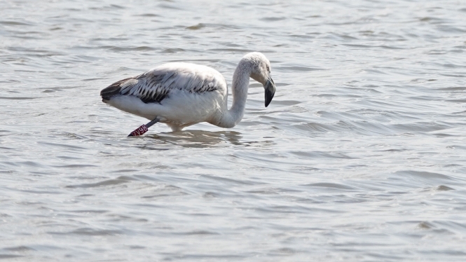 Chileense Flamingo (juv)
Kleurring: Rood [ZV98]
Trefwoorden: Leidschendam - Leidschendammerhout