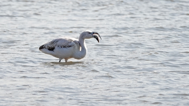 Chileense Flamingo (juv)
Trefwoorden: Leidschendam - Leidschendammerhout