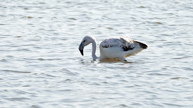 Chileense Flamingo (juv)
Trefwoorden: Leidschendam - Leidschendammerhout