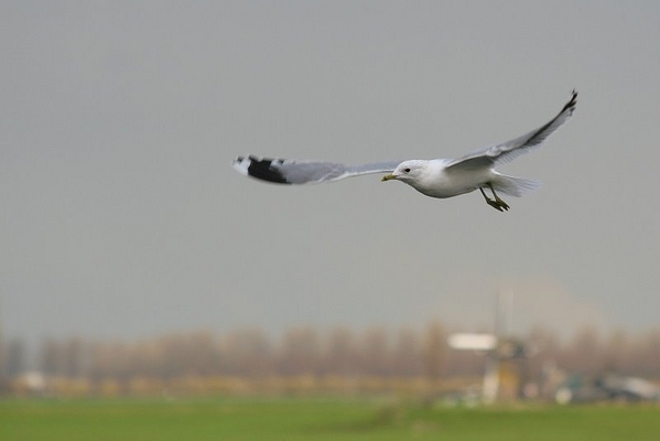 Stormmeeuw in de vlucht
