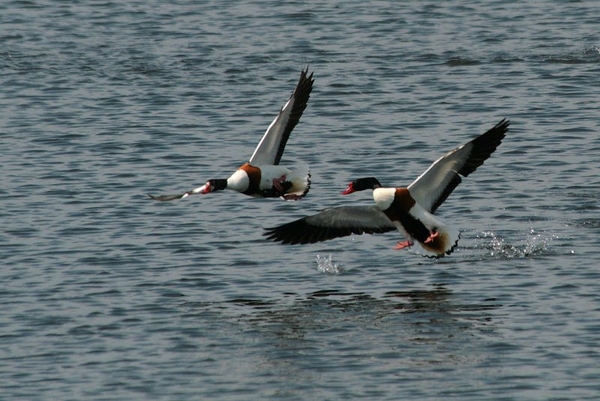 Bergeendenkoppel (l: ♀; r: ♂)
