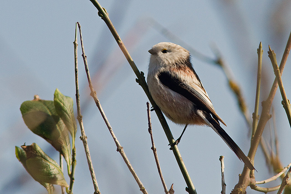 Witkoppige Staartmees
Een tijdje terug zag ik er ook al een in Meijendel, maar toen wilde die niet op de foto. Deze wel!
Trefwoorden: Wassenaar - Ganzenhoek