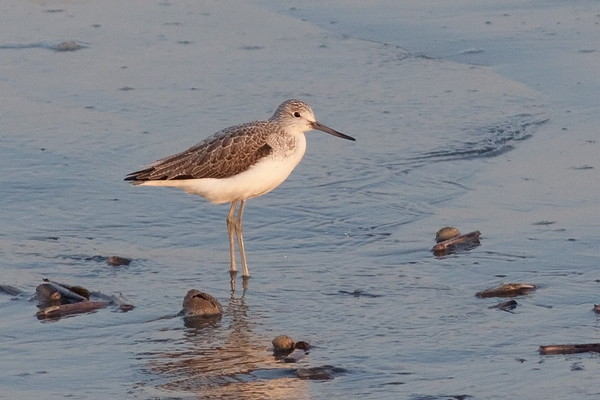 Groenpootruiter
Hij zat er weer en dit keer met een 300 mm, dus ietsje beter dan gisteren.
Trefwoorden: Scheveningen