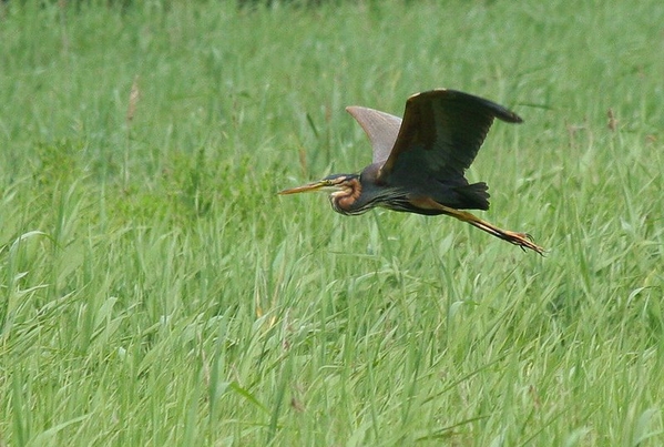 Purperreiger in de vlucht
