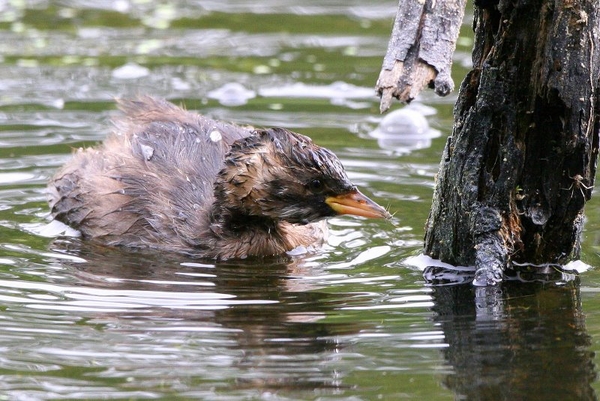 Dodaars (juv.)
Ook vanuit de vogelhut in het Prielenbos in Zoetermeer. De kleine pikt hier een spinnetje van de 'IJsvogelpaal' die vlak voor de hut staat.
