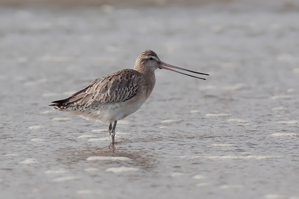 Rosse Grutto (winterkleed)
Het beest gaf een demonstratie van de buigbaarheid van het puntje van zijn bovenste snavel. Hier is hij recht.
Trefwoorden: Scheveningen - Noorderstrand