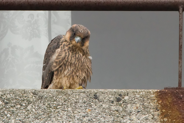 Slechtvalk (juv.)
De oudste van de drie gezusters voor het eerst op de balustrade.
Trefwoorden: Den Haag - Leyenburg