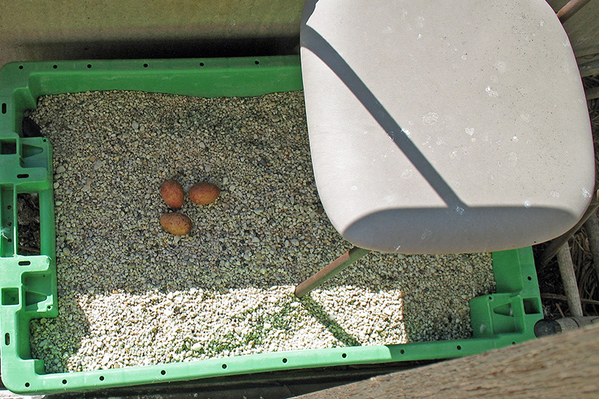 Netsbak met drie eieren
Trefwoorden: Den Haag - Leyenburg