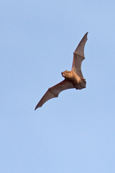 Rosse Vleermuis (man)
Boven het Meeslouwerplasje vloog deze batman. Navraag leerde mij dat het een Rosse Vleermuis betreft.
