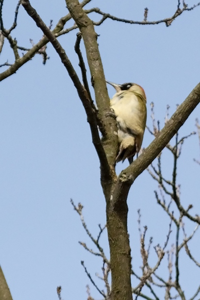 Groene Specht ♀
Als bewijs dat ik hem echt heb gezien. Hopelijk ooit nog eens een échte foto! Dat dit trouwens een vrouwtje is, is te zien aan de compleet zwarte snorstreep. Bij het mannetje is het centrum daarvan rood gekleurd.
Trefwoorden: Landgoed Clingendael